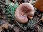 Ízletes rizike (Lactarius deliciosus), Őrség